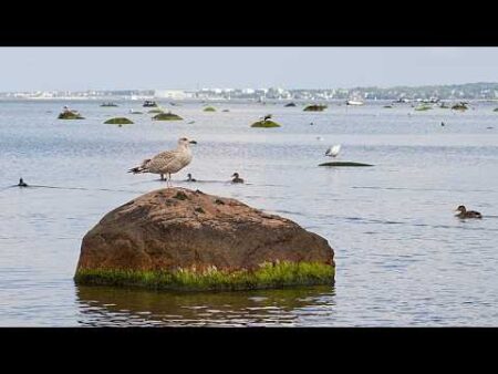 Europe looks for a prescription to clean up the Baltic