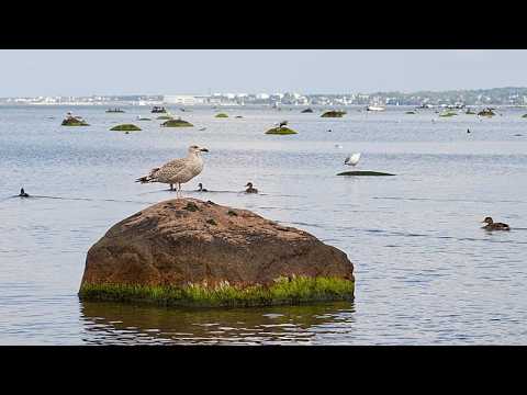 Europe looks for a prescription to clean up the Baltic
