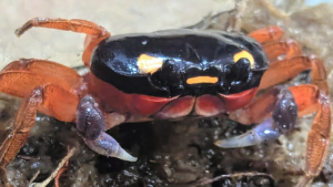 Halloween crab rescued at airport is now on display at zoo: ‘Charming crustacean’