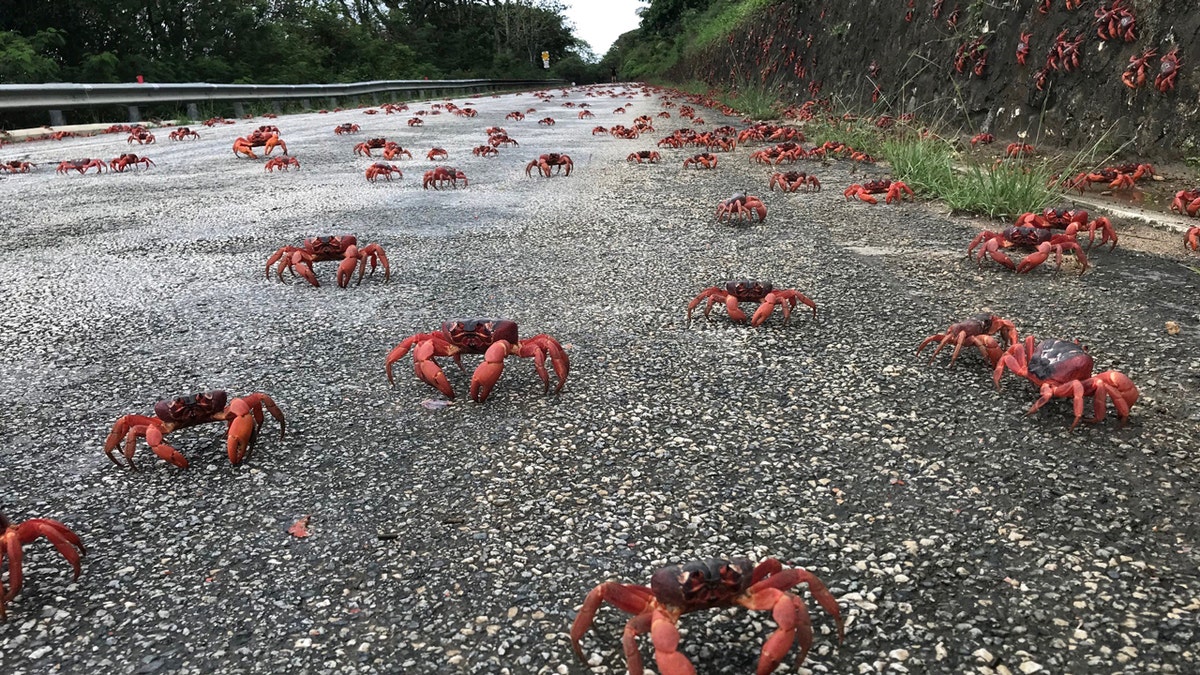 Crabs on the street on Christmas Island