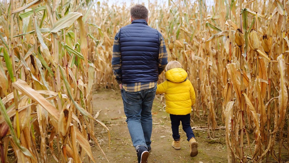 Family walking through corn maze