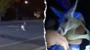 Pet kangaroo escapes: Furry fugitive leads police on street chase caught on camera: ‘A Durangaroo!’