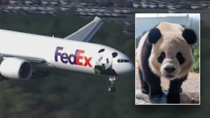 Giant pandas arrive at new home in Washington, D.C. Zoo via FedEx: ‘Precious cargo’