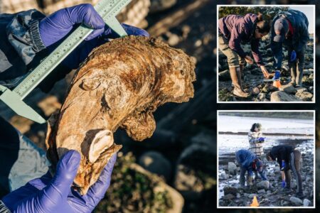 Exclusive | Hundreds of oysters found on NYC coast — indicating endangered species is on the mend