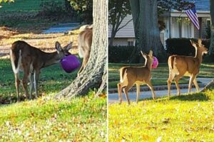 Doe, no! Deer keep getting their heads stuck in plastic Halloween pumpkin buckets in Ohio neighborhood