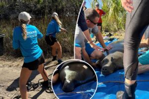 Baby manatee found stranded in Florida pond due to Hurricane Helene surge