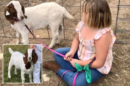 California girl, 11, wins 0K settlement from police who seized, slaughtered pet goat: ‘Can never get him back’