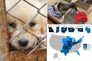 Inside America’s disturbing underground market for pets: Is your dog from a puppy mill?