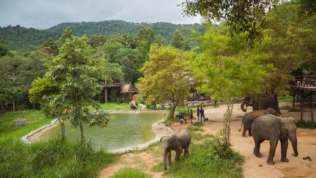 Thailand’s elephant camps are changing. Here’s how you could help