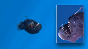 Spooky deep-sea fish rarely seen by humans caught on camera in shallow water: ‘Nightmare fuel’