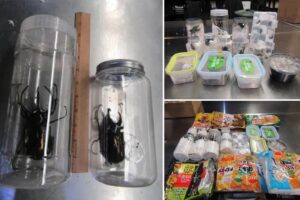 Dozens of live beetles disguised as snacks seized at LAX