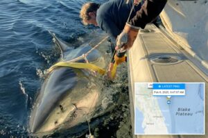 Largest shark ever tagged by research group swimming off the Florida coast