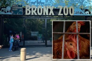 Bird flu hits NYC zoos: 3 Queens Zoo birds dead, 12 at Bronx Zoo getting tested