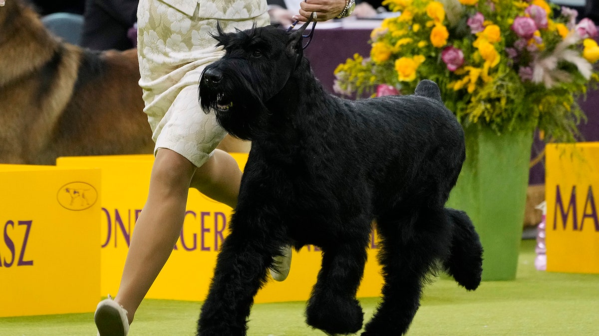 Monty the Giant Schnauzer competes