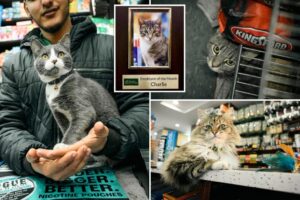 Exclusive | Bodega cat ‘certification’ plan seeks vet care for four-legged deli workers: ‘Most of them are abused’