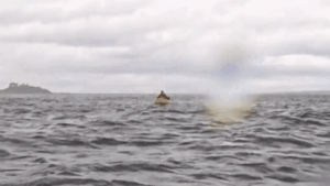 ‘I thought I was dead’: Kayaker gets swallowed by humpback whale in dramatic moment caught on camera