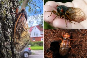 Billions of buzzing cicadas from ‘Brood XIV’ will emerge across multiple states this spring