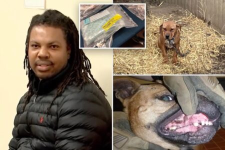 Long Island drug dealer indicted for dog fighting and selling ‘enough fentanyl to kill more than 65,000 people’