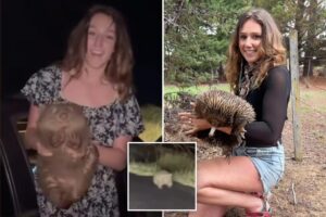 US influencer faces visa probe after taking baby Australian wombat from its mother in viral video: ‘I don’t expect she will return’