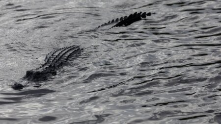 Woman’s kayaking adventure takes terrifying turn when predator attacks: 911 call