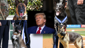 Trump salutes ‘fearless’ military, police dogs on K-9 Veterans Day: ‘canine courage’