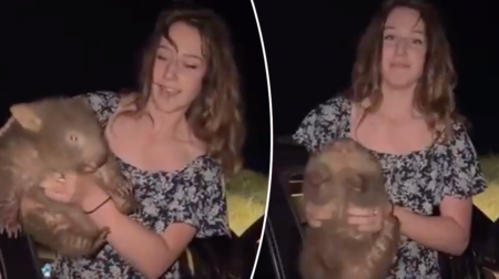 American tourist causes international outrage after posting wombat video