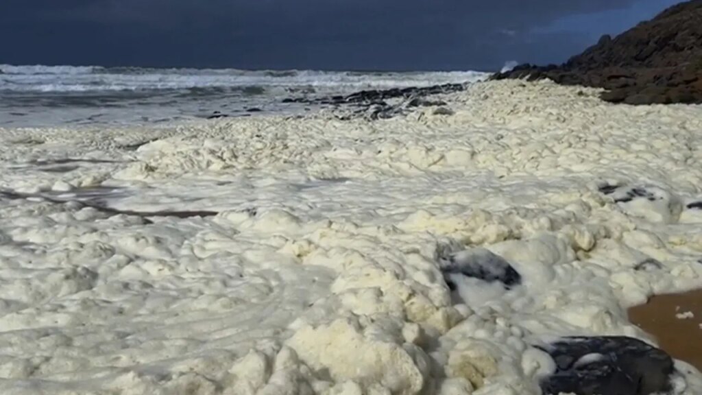 Mysterious foam and dead fish wash ashore as surfers report illnesses