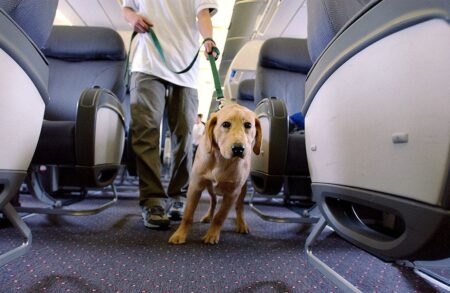 Flight passenger says dog barked ‘nonstop’ during 8-hour flight, sparking debate among travelers