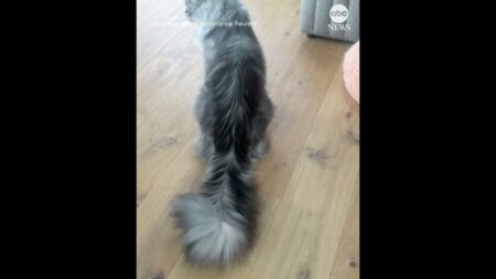 Cat sets new Guinness World Record for longest tail