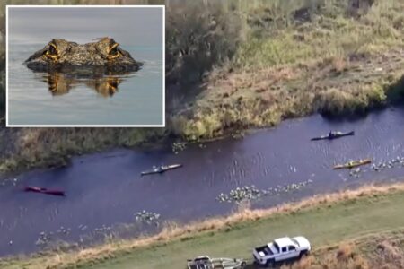 Female kayaker attacked by alligator at Florida wildlife preserve