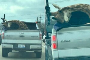 ‘Deceased’ giraffe in back of pickup truck alarms Michigan motorists: ‘Is it even real’