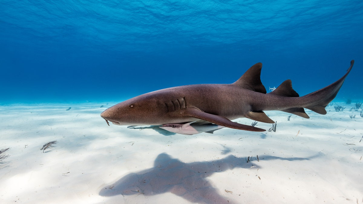 A nurse shark swims on the bottom of the ocean.