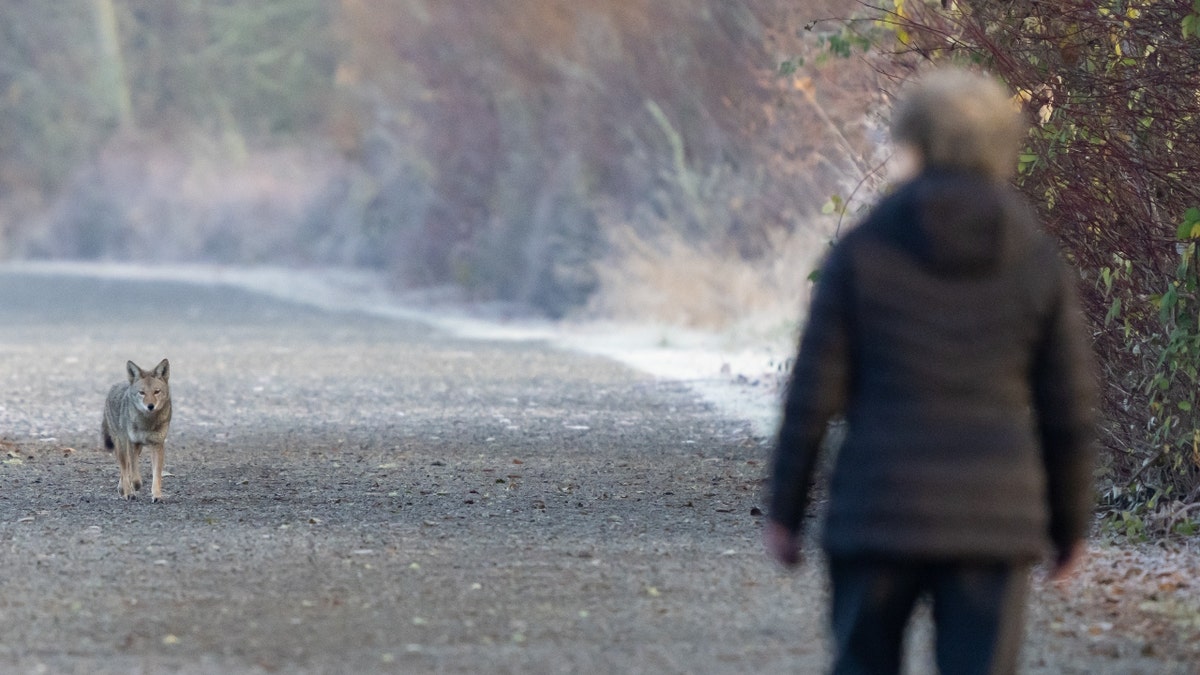 A woman encounters a coyote on a road