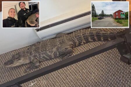 Live alligator left behind in Michigan motel room found by horrified staff after owner ‘lost’ him