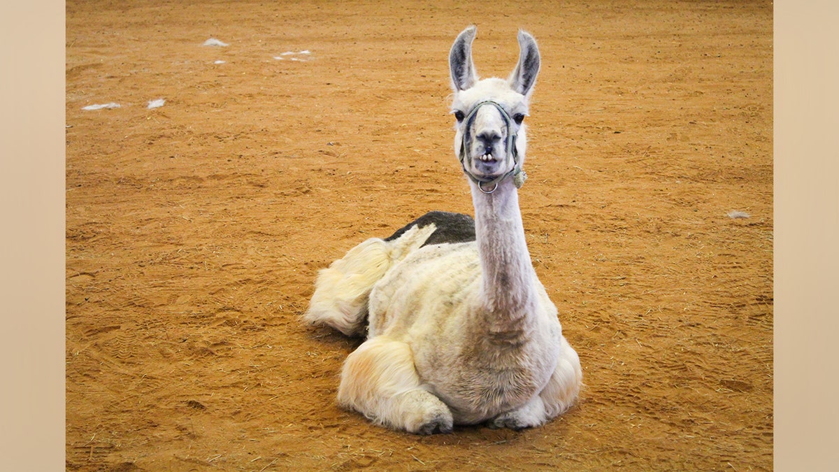 Guinness World Records, declared that Whitetop is the world’s oldest llama in captivity at over 27 years old.