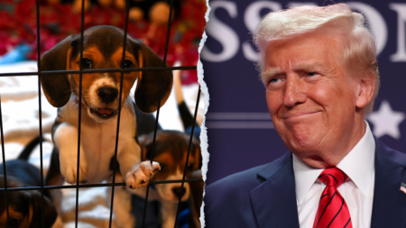 PETA, animal rights groups praise Trump admin for phasing out ‘cruel tests on dogs’ and other animals