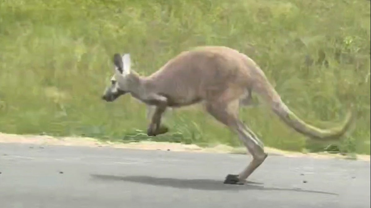 Kangaroo loose in Alabama