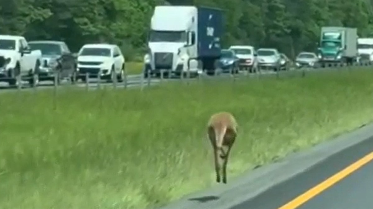 Kangaroo runs along side of highway