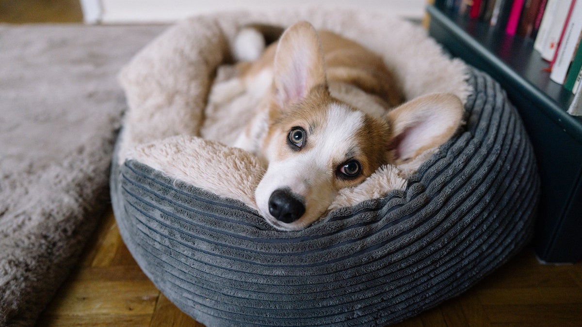 dog in bed