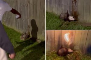 Sickos film live opossum they set on fire — while laughing with delight: ‘One of the most heinous cases’