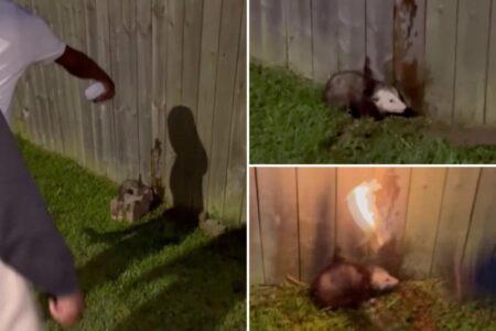 Sickos film live opossum they set on fire — while laughing with delight: ‘One of the most heinous cases’