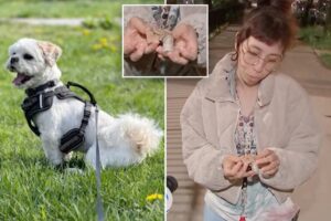 Dog mauled to death by two pit bulls in the Bronx: ‘What is it going to take to get these dogs taken off the street?’