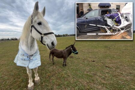 Exclusive | Arthur — the NYC carriage horse who famously crashed into two cars — found happy ending