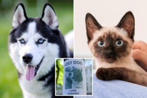 Exclusive | Study finds NJ leads nation in missing cat reports — and it could be due to this reason