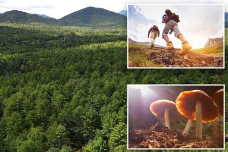 New York hikers called cops thinking their friend died on a trail – but they were just high on mushrooms: authorities