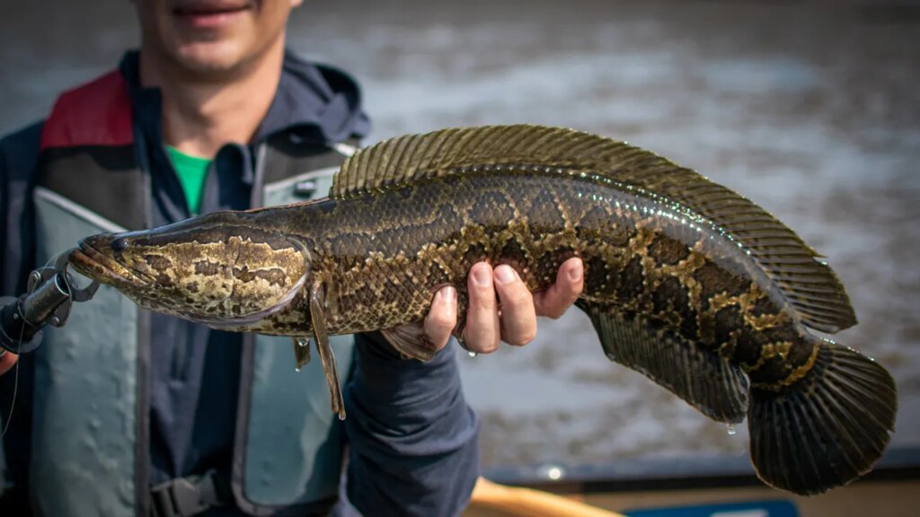 Invasive fish competition returns with anglers making ‘Reel Rewards’