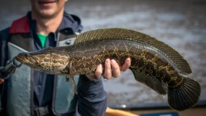 Invasive fish competition returns with anglers making ‘Reel Rewards’
