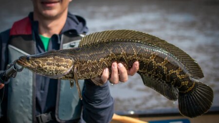 Invasive fish competition returns with anglers making ‘Reel Rewards’