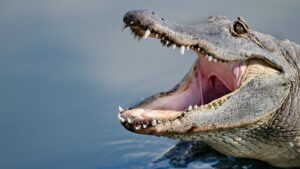 What causes nearly every alligator attack on humans? Study says it’s our fault