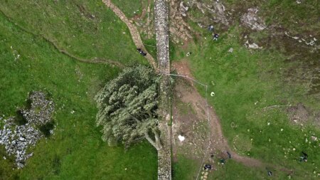 Men guilty of felling much-loved British ‘Sycamore Gap’ tree